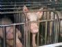 Die Schweine in diesem Massenbetrieb haben in ihren Metallboxen nicht einmal gen�gend Platz, um sich umzudrehen.